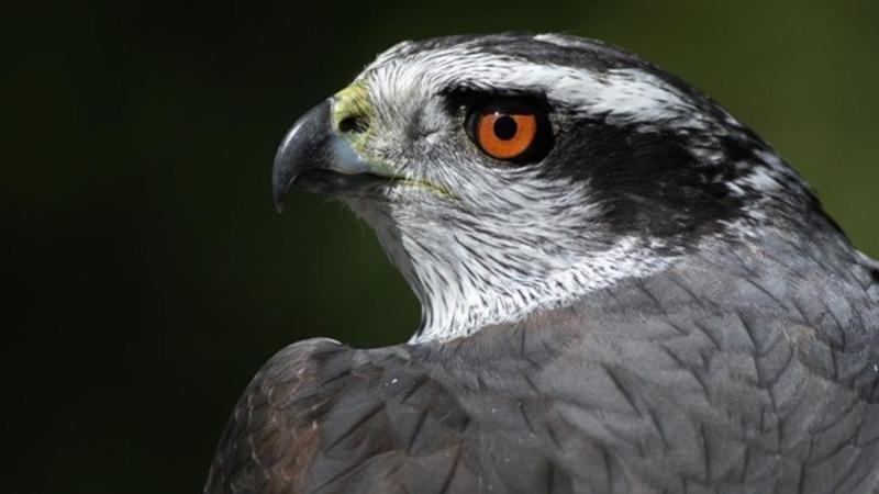 A head-shot of a Goshawk