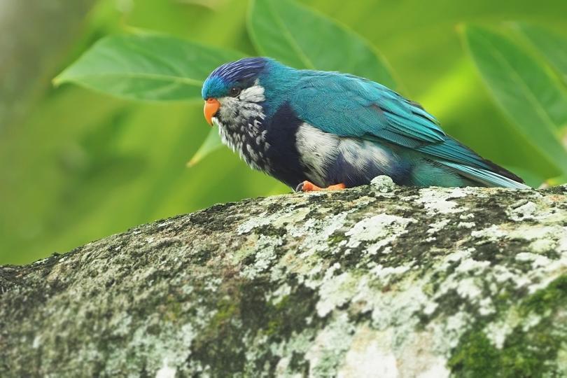 photo of Ultramarine Lorikeet - in the wild