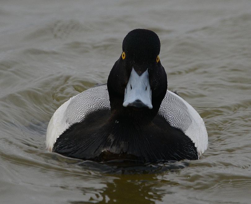 photo of a male Scaup