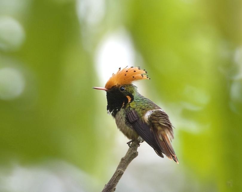 photo of a Spangled Coquette
