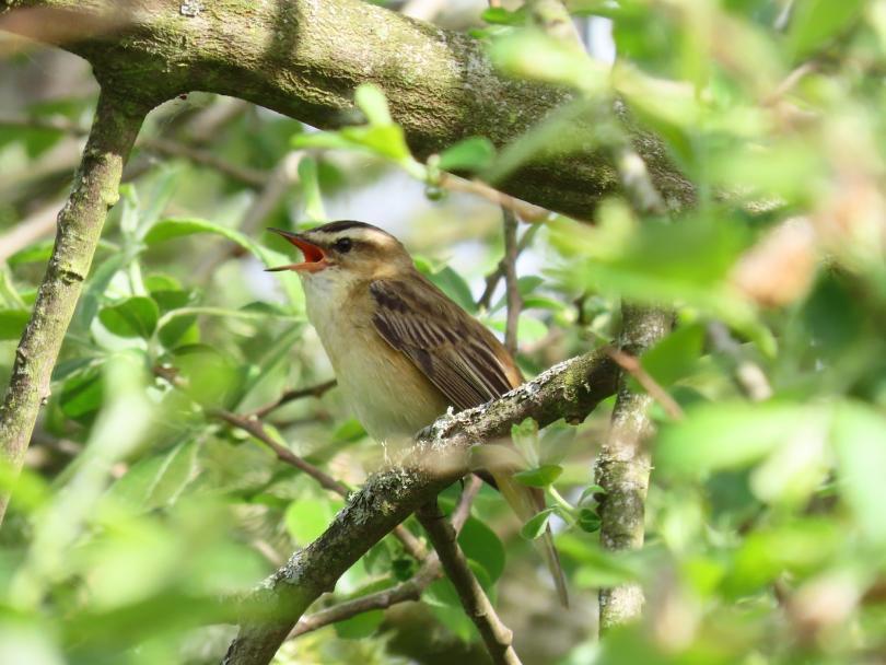 Singing Sedge Warbler