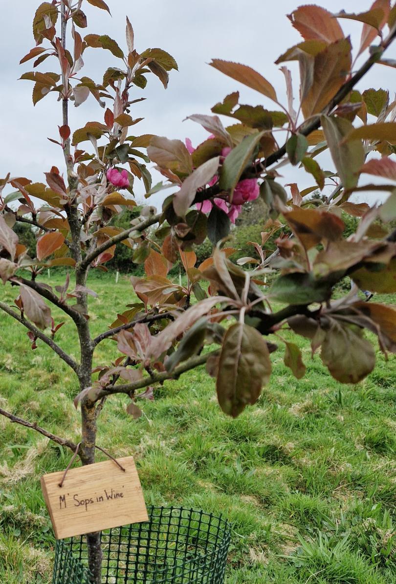 A young apple tree with dark pink flowers and reddish leaves with grass behind. Name plate hangs from the tree it reads "M. 'Sops in Wine' "