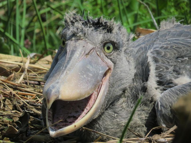 A head-shot of a Shoebill, with its massive comical face towards the camera