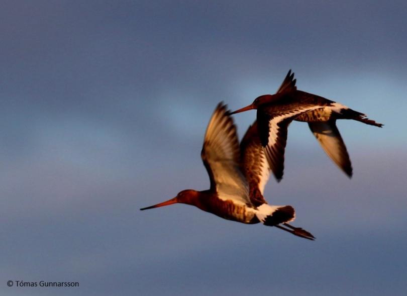 Two Black-tailed Godwits in flight