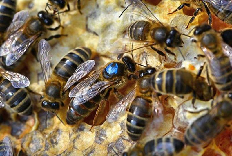 Close-up photo of bees in a hive