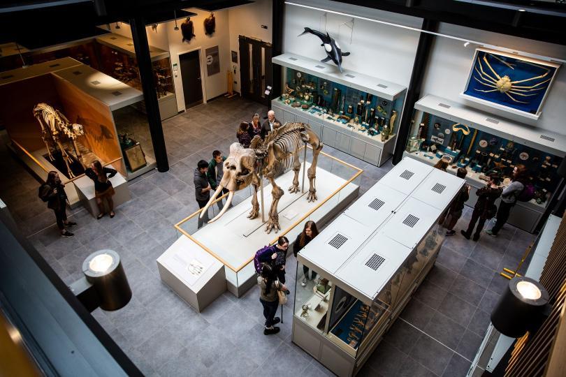 View of the Cole museum of Zoology as seen from the first story mezzanine