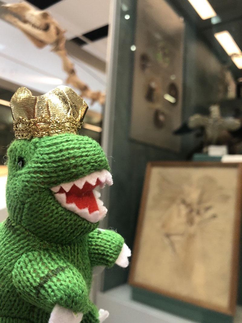 Dino Day at the Cole Museum of Zoology!