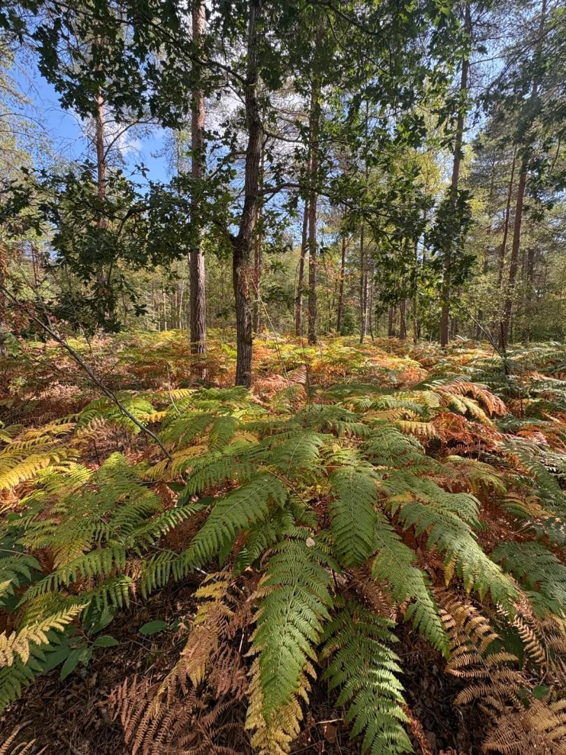 Walk Works - Wokefield Common guided walk