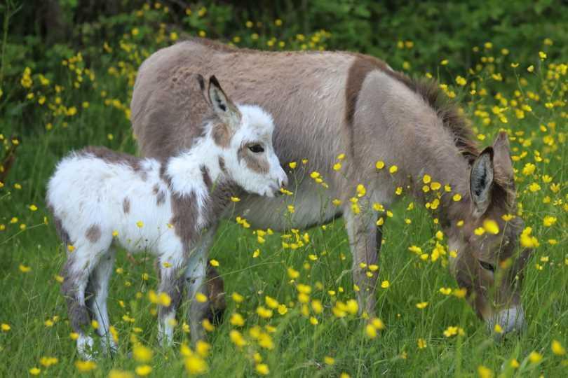 Donkeys in the grass
