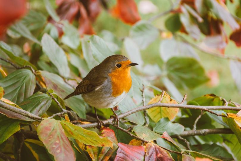 Robin in a tree