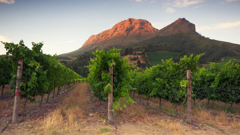 South Africa Wine Tasting Reading