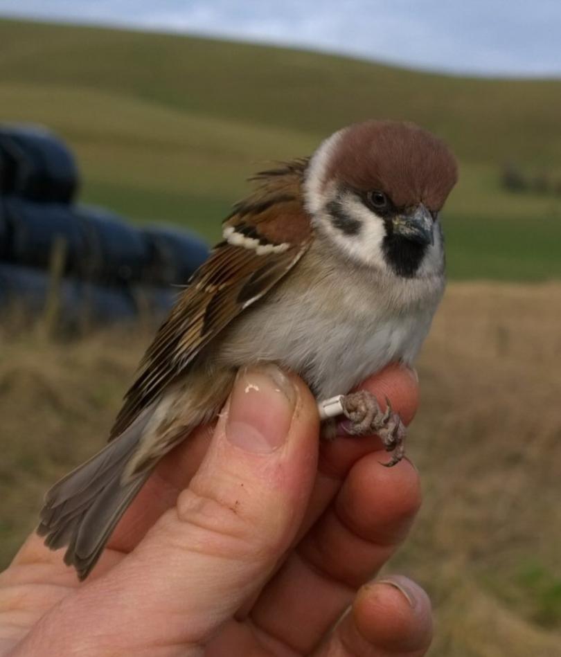 A tree sparrow in the hand