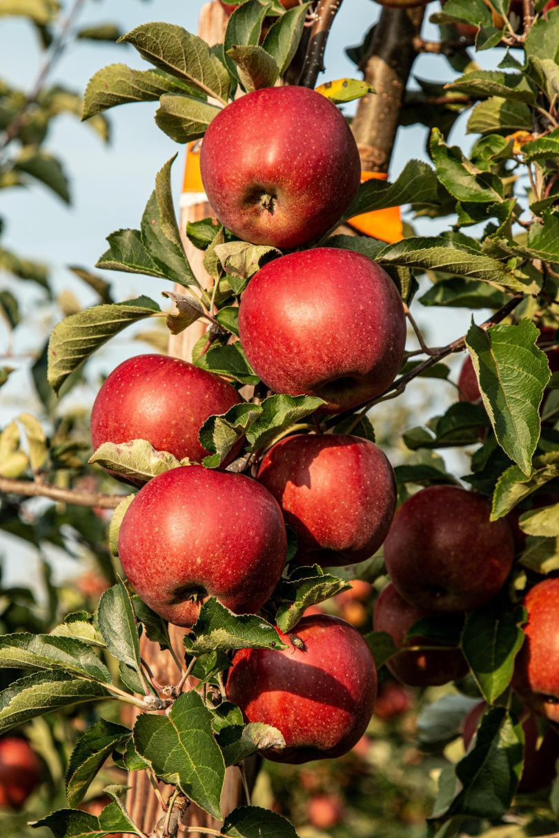 Cluster of ripe red apples hanging from a branch surrounded by leaves in an autumnal sunshine