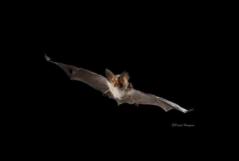 Bat walk at Clayfield Copse, Caversham