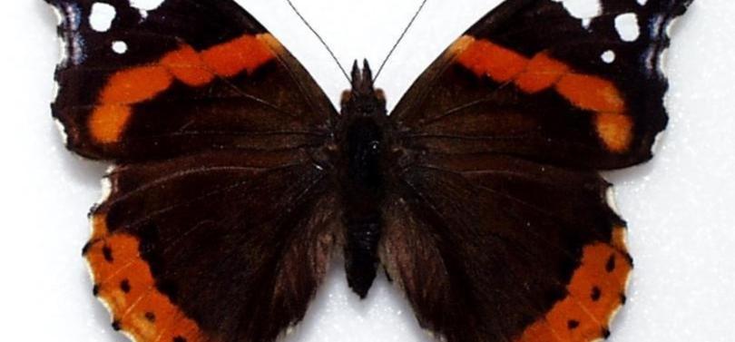 Close up image of butterfly
