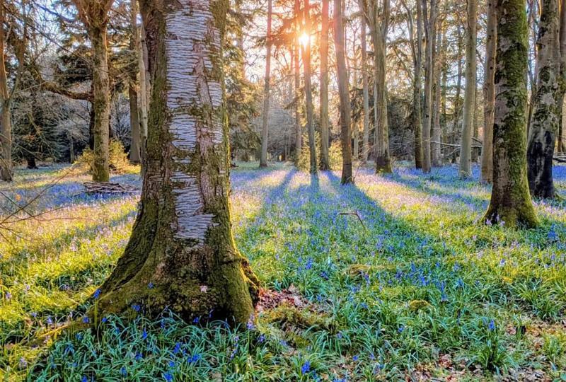 Photo of the bluebell woodlands at Basildon Park with the sun peeking through the trees