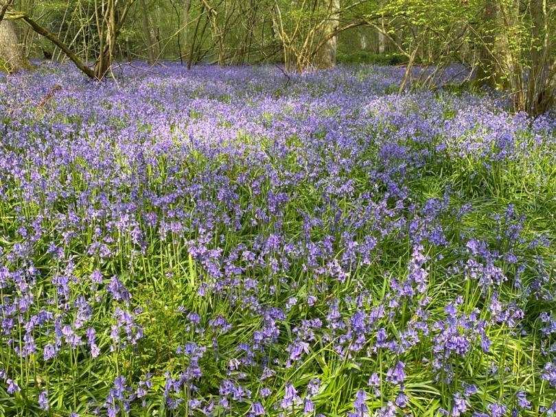 Bluebell Walks at Rushall Farm