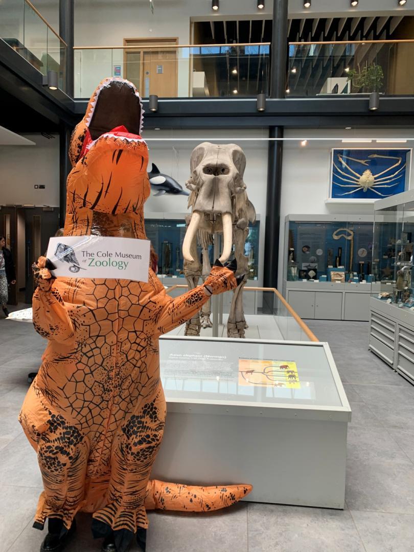 A person dressed in an inflatable dinosaur suit standing next to the skeleton of an elephant at the Cole Museum of Zoology