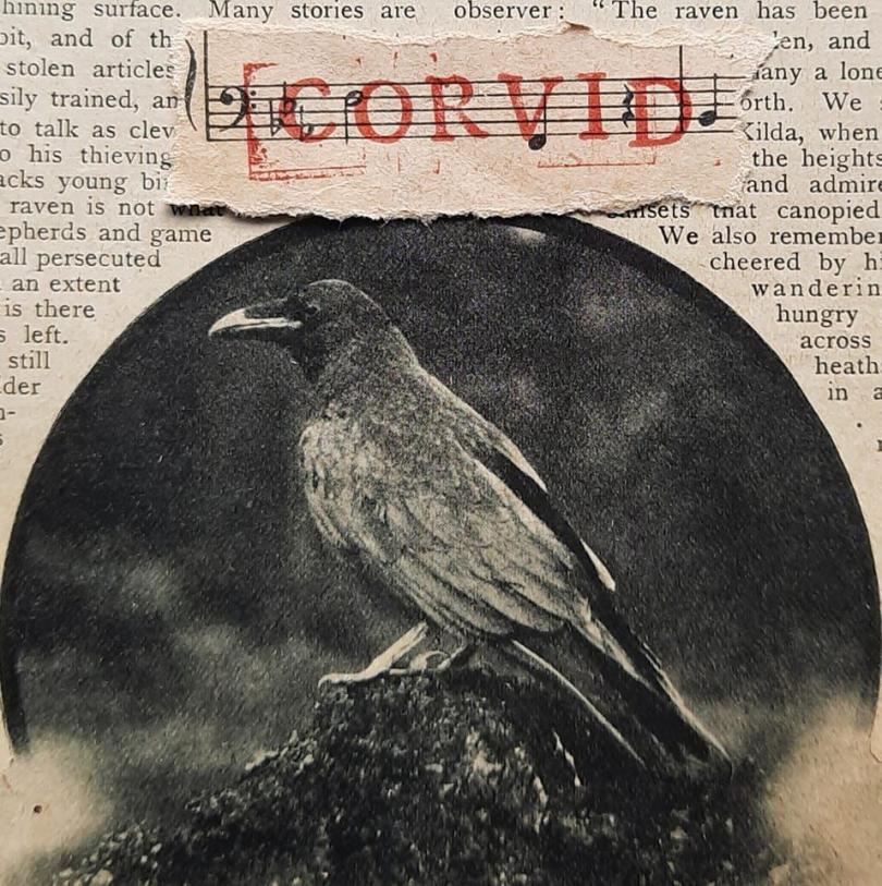 Black and white profile picture of a raven that appears to be at the bottom of a page of text. A scrap of paper with a musical stave and the word Corvid printed in red ink sits  above the photo.