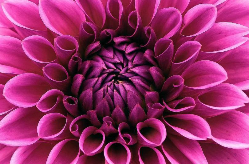 A pink dahlia flower head