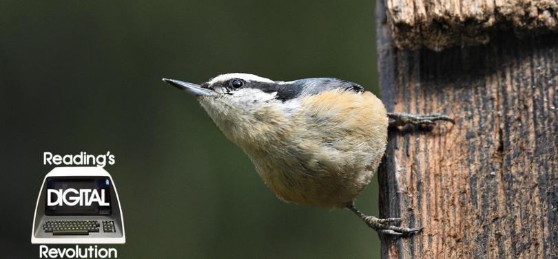 A finch holding onto a tree