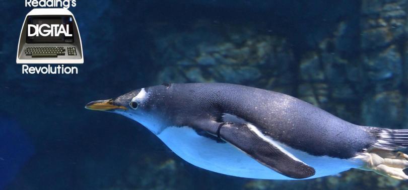 A penguin swimming