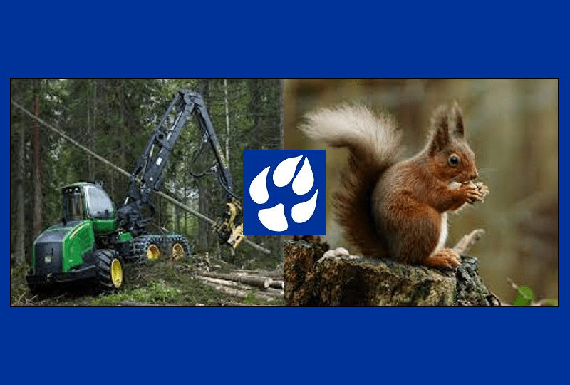 Forest management and red squirrel conservation