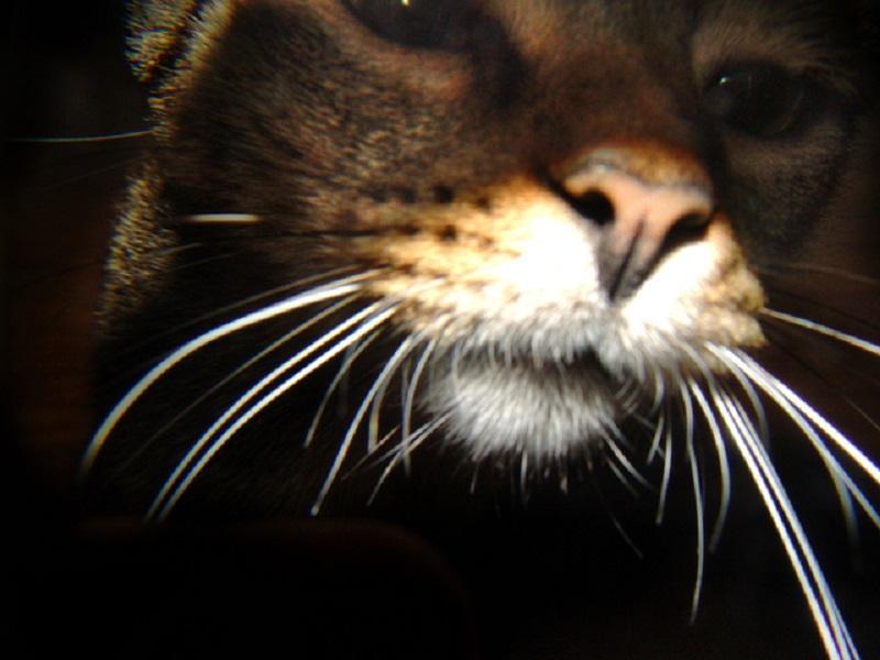 Cat whiskers