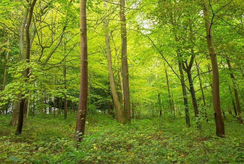 The woodland at Basildon Park in the summer