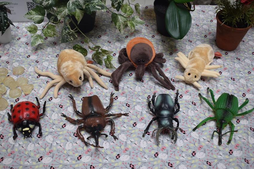 Replica insects and creepy crawlies at Cole Museum of Zoology
