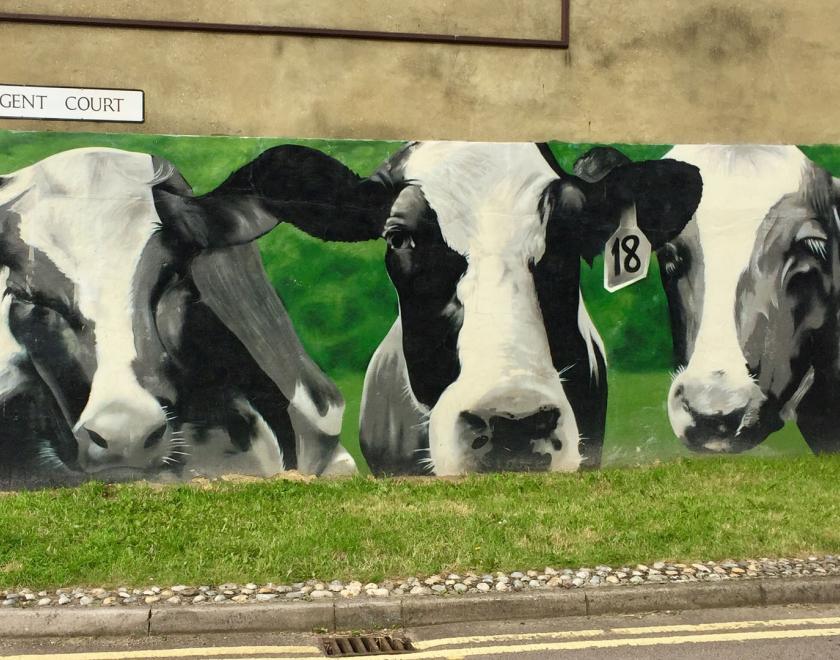 Cattle mural off Great Knollys Street