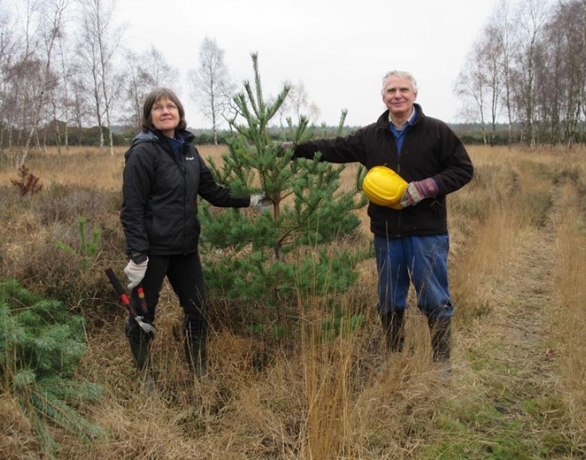Green Christmas Tree Sale at Caversham Court