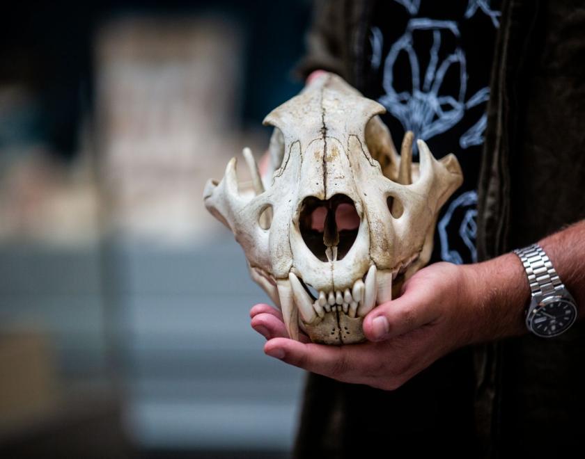 See animal skulls at the Cole Museum of Zoology