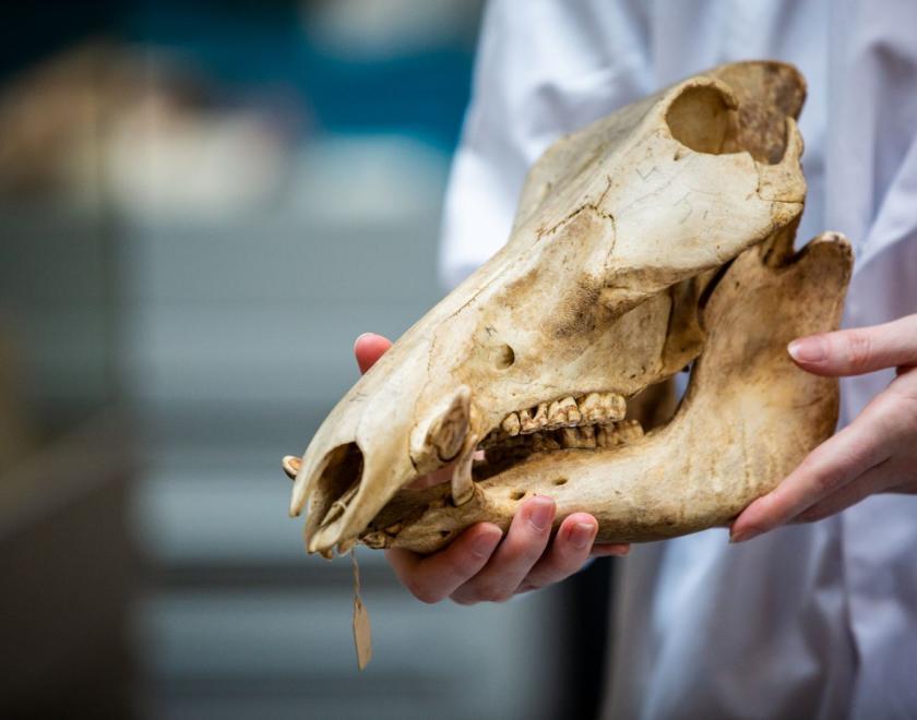 See animal skulls at the Cole Museum of Zoology
