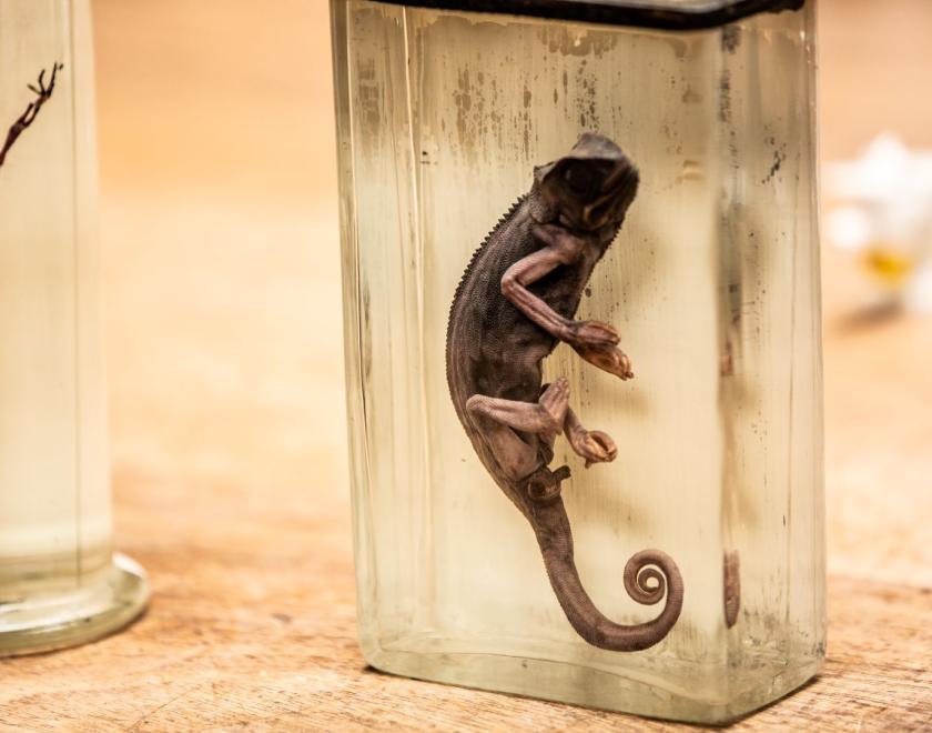 See animals preserved in resin at the Cole Museum of Zoology