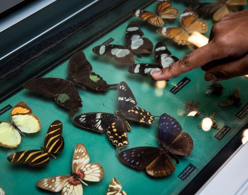 See butterflies preserved at the Cole Museum of Zoology