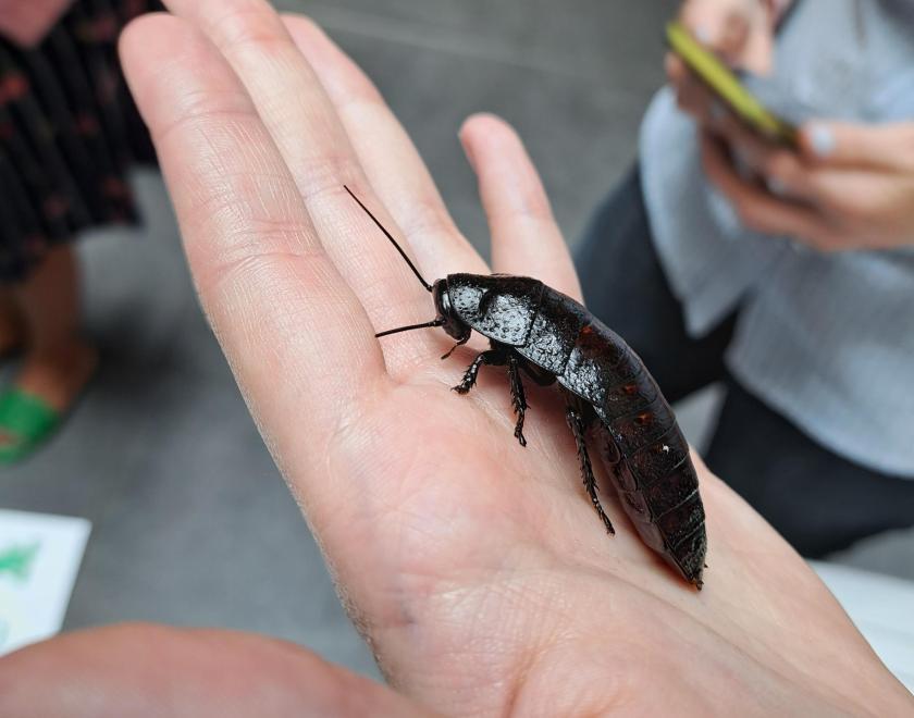 See insects up close at the Cole Museum of Zoology