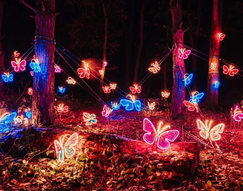 Wellington Illuminova light trail at Wellington Country Park