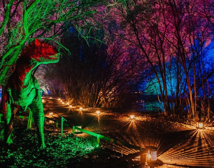 Wellington Illuminova light trail at Wellington Country Park