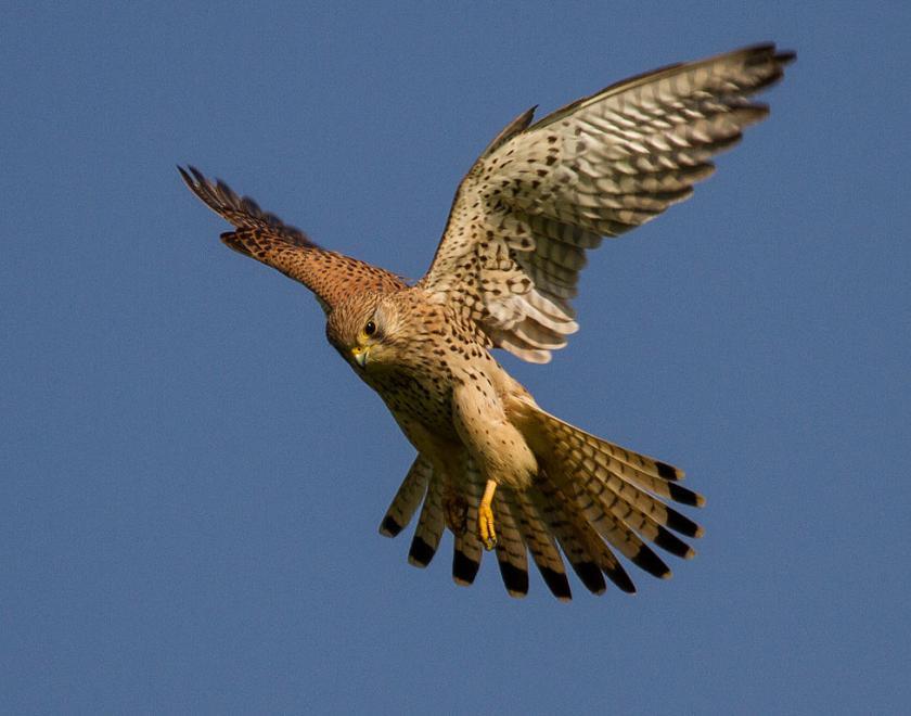 https://upload.wikimedia.org/wikipedia/commons/thumb/2/28/Common_kestrel_in_flight.jpg/1024px-Common_kestrel_in_flight.jpg