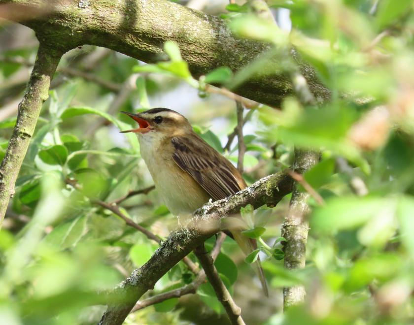 Singing Sedge Warbler