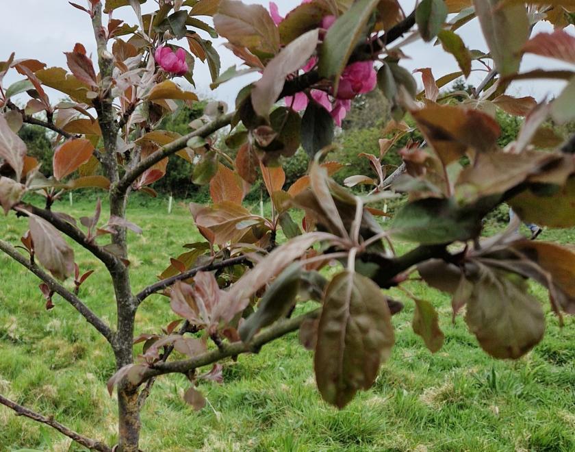 A young apple tree with dark pink flowers and reddish leaves with grass behind. Name plate hangs from the tree it reads "M. 'Sops in Wine' "