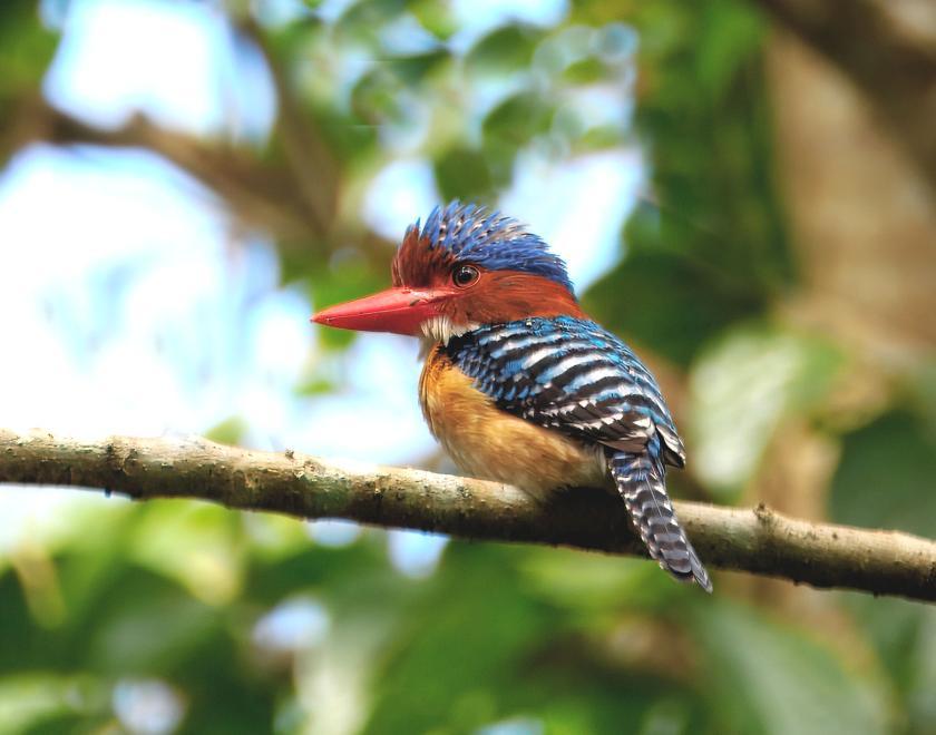 A Banded Kingfisher in Vietnam