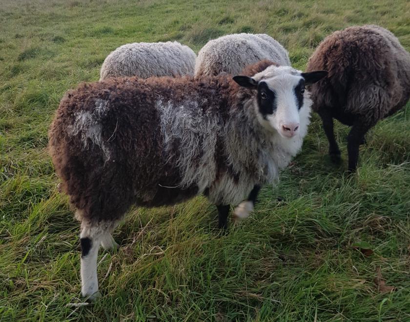 A flecket Shetland sheep with Yuglet markings