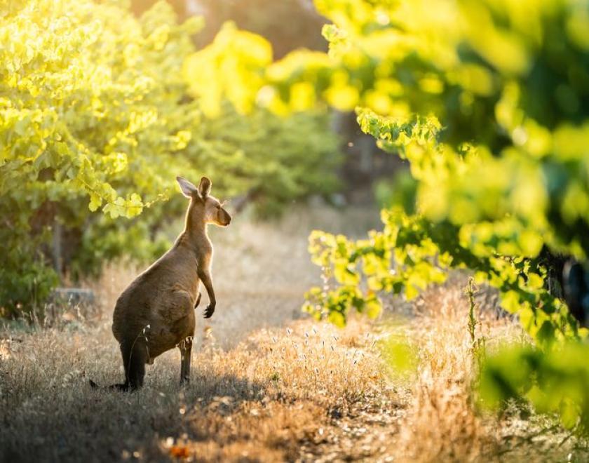 Australian and New Zealand wine tasting Reading 