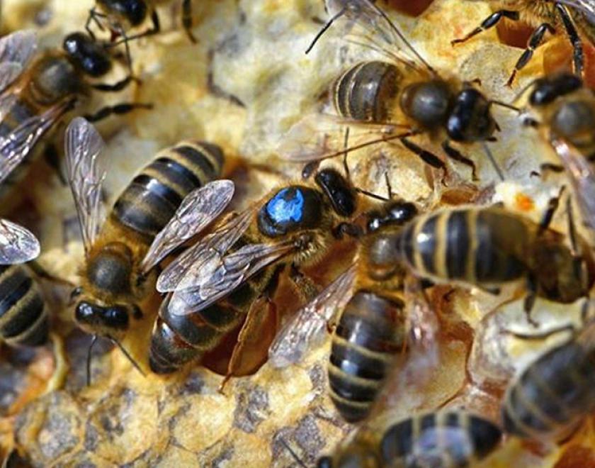 Close-up photo of bees in a hive
