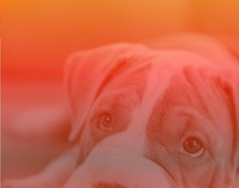 Image of a dog's face. The dog has its head down and looks tired. The photo is shaded in orange and red.