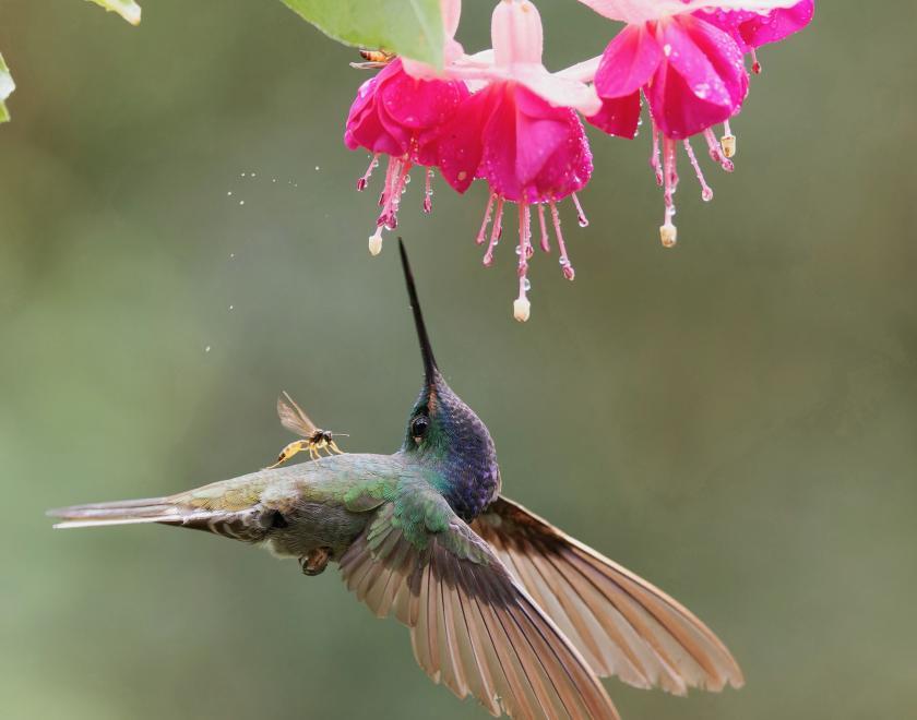 Green Backed Hillstar by Bryan Hutchings