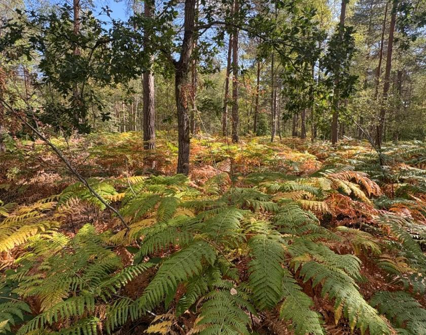 Walk Works - Wokefield Common guided walk