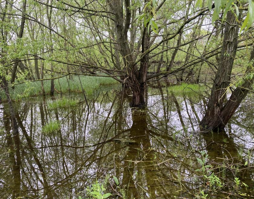 Kennet Meadows: Trees and Birdsong